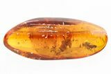 Detailed Fossil Grass Fly and Spider In Baltic Amber #296957-1